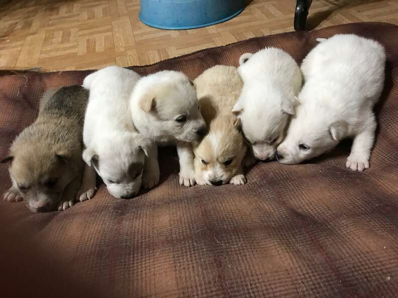 Puppies found in the snow in Minnesota
