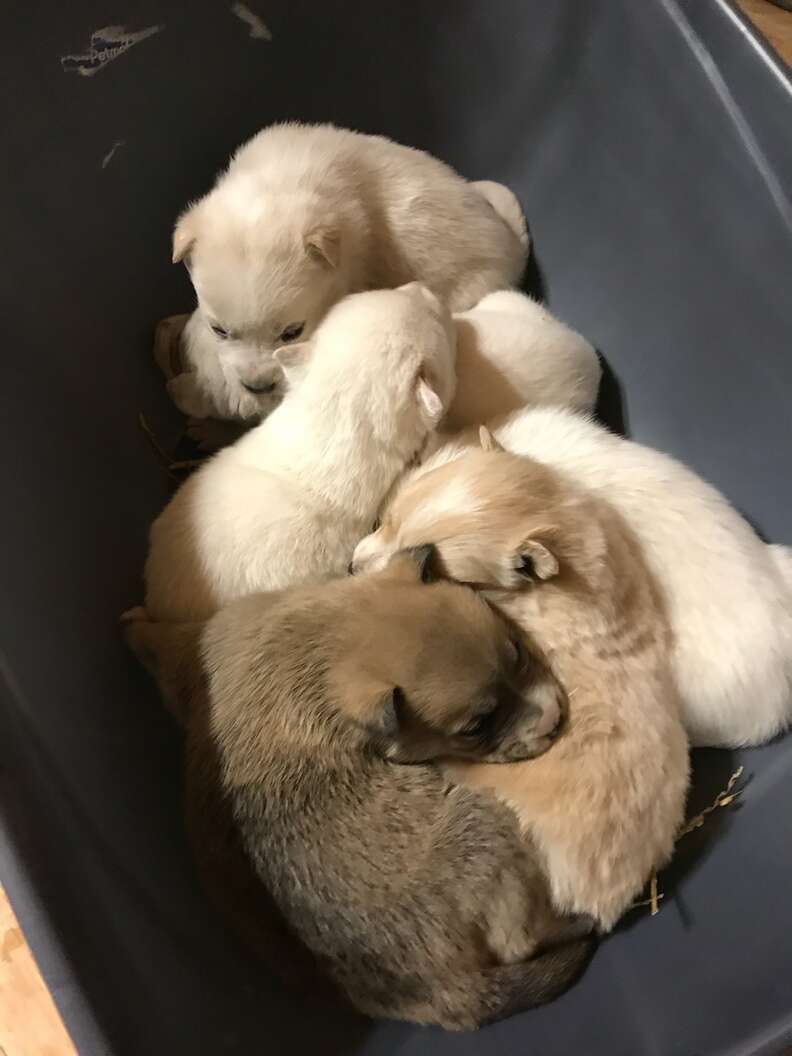 Dog and her puppies found in snow bank