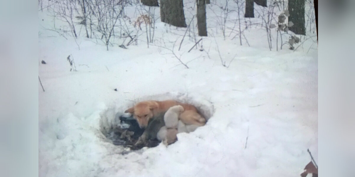Mother Dog Protects Her Puppies By Making A Home In A Snowdrift