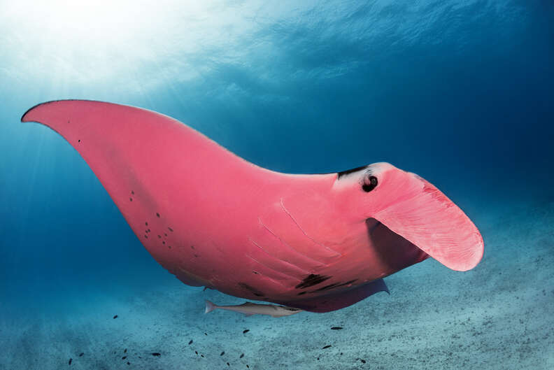 Pink manta ray named Inspector Clouseau