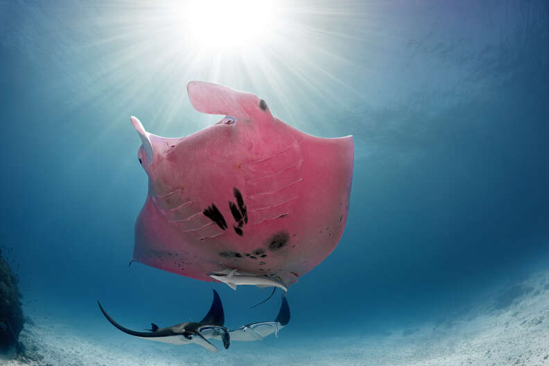 Pink manta ray spotted off Lady Elliot Island
