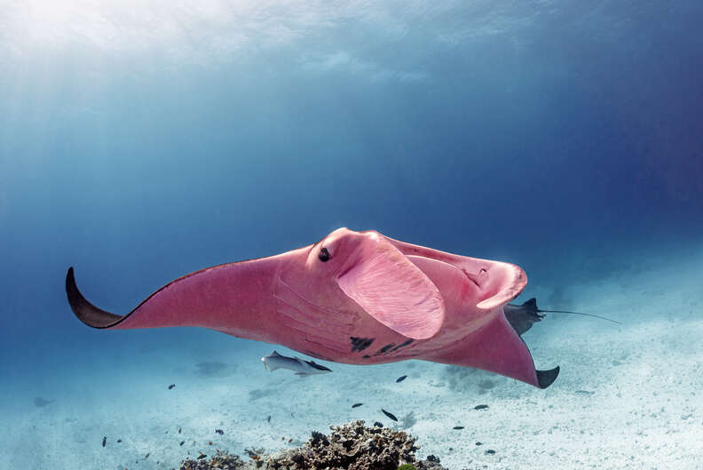 Pink manta ray spotted in Australia