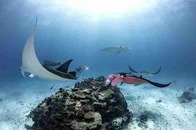 Pink manta ray pursuing a mate