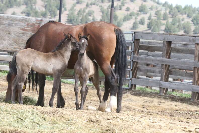 Wild horse and her twin babies at Oregon sanctuary