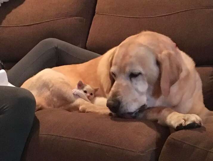 Kitten and her Labrador dad sleep together on the couch