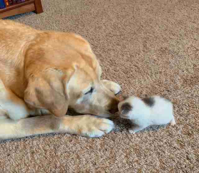 Kitten snuggles up to her senior dog friend