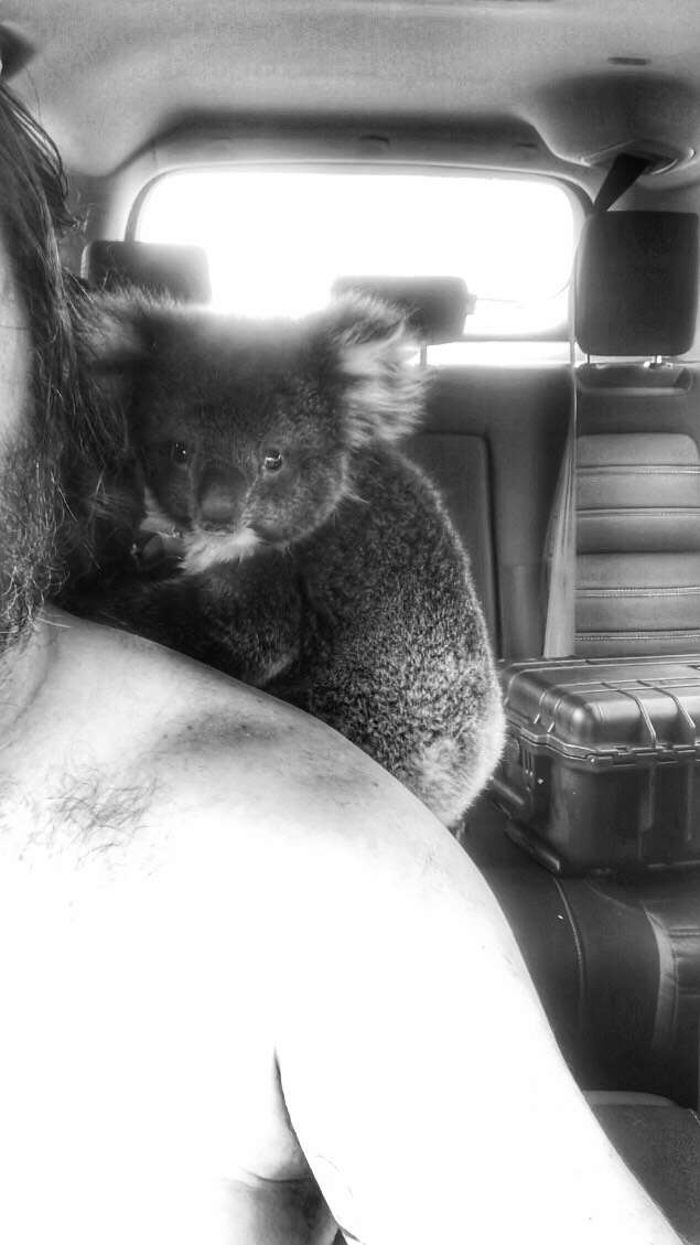 rescued koala
