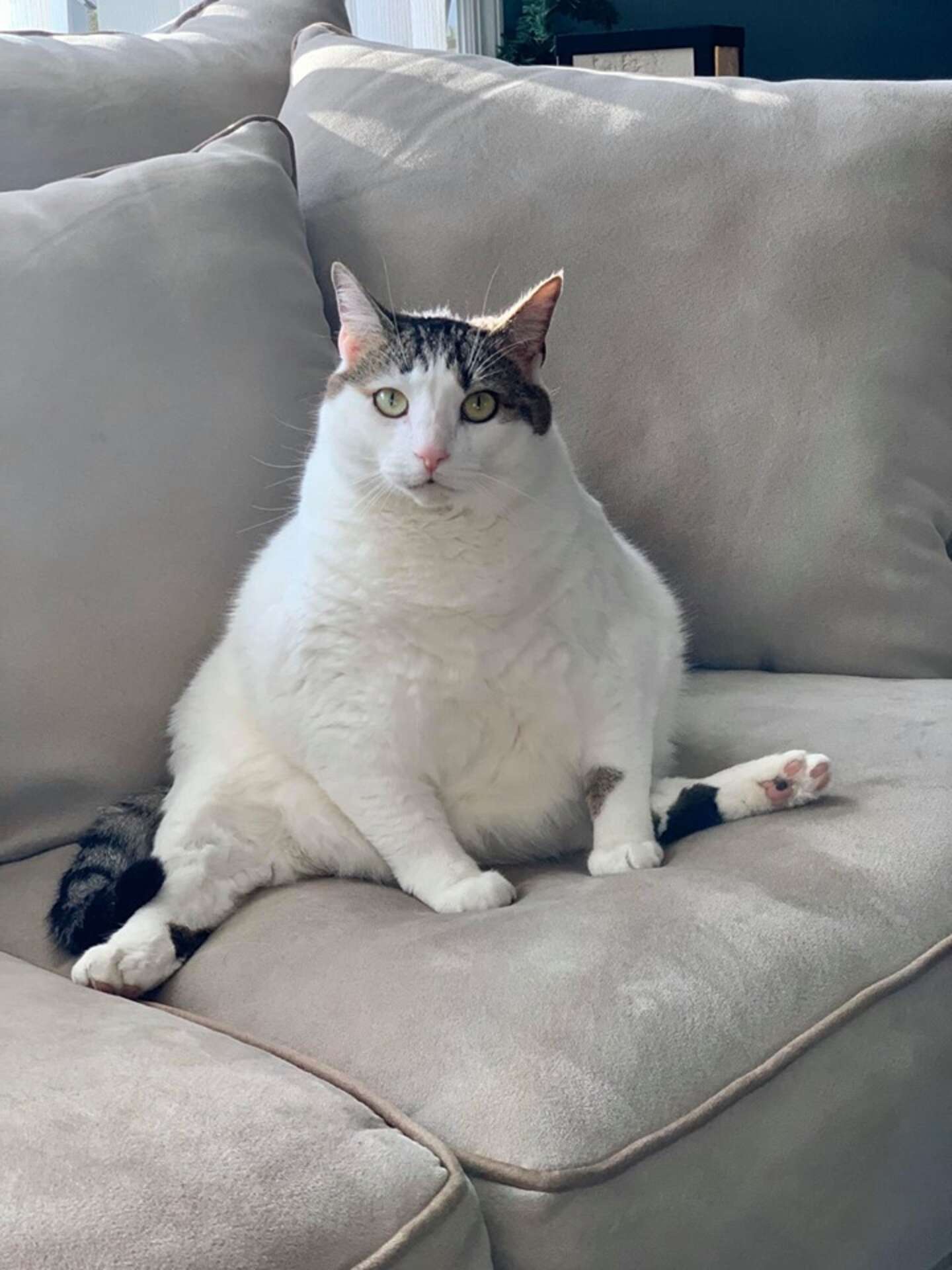Толстого кота в мире. Толстый кот. Толстая кошка. Очень жирные коты.