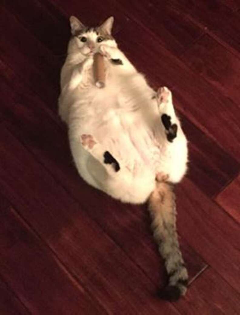 Sanitary cut online for cats