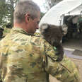 rescued koala