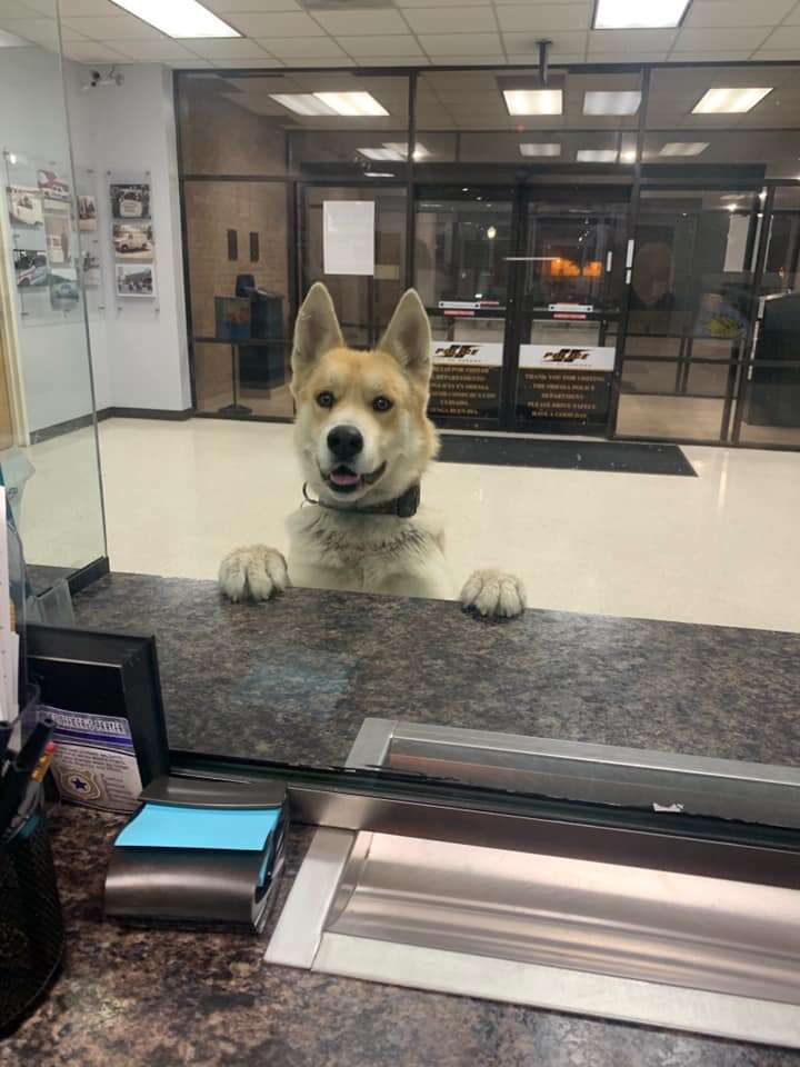 Reporting a missing store dog