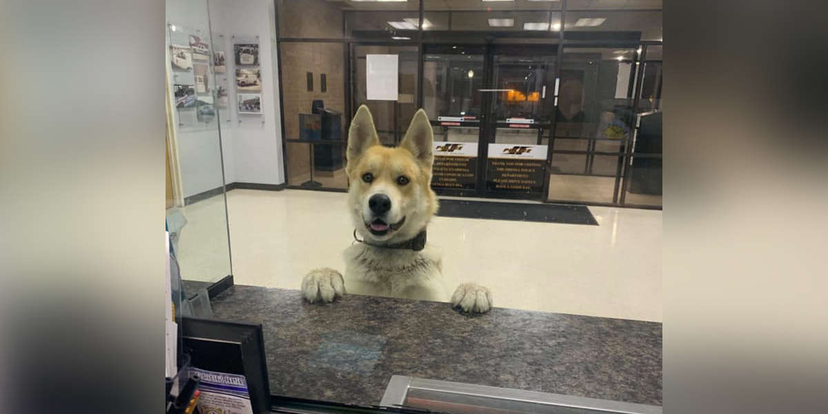 Dog Strolls Into Police Station To Report Himself Missing - The Dodo