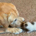 12-Year-Old Dog Decides To Adopt Orphaned Newborn Kitten