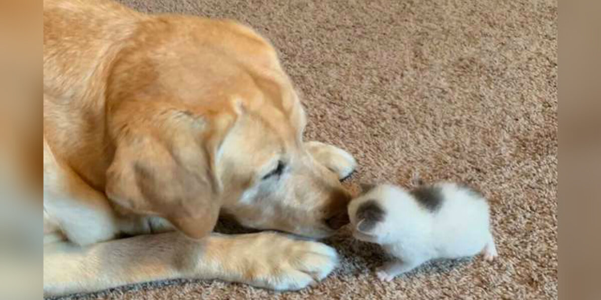 12-Year-Old Dog Decides To Adopt Orphaned Newborn Kitten