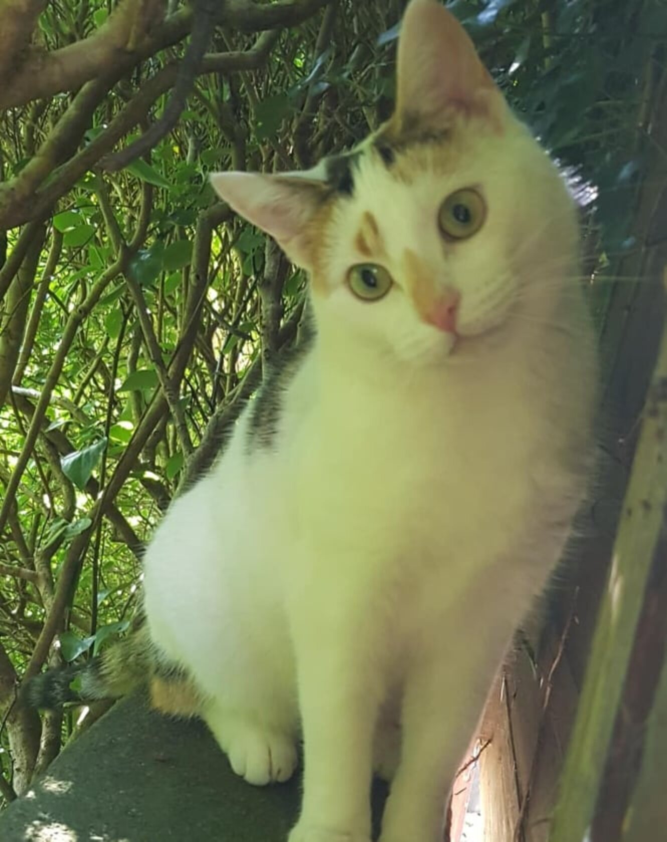 кэт квест 2 королевский клинок. некоше 2 ые. Texas аркнайтс. кэт квест 2 арт. некоше 2 ые.