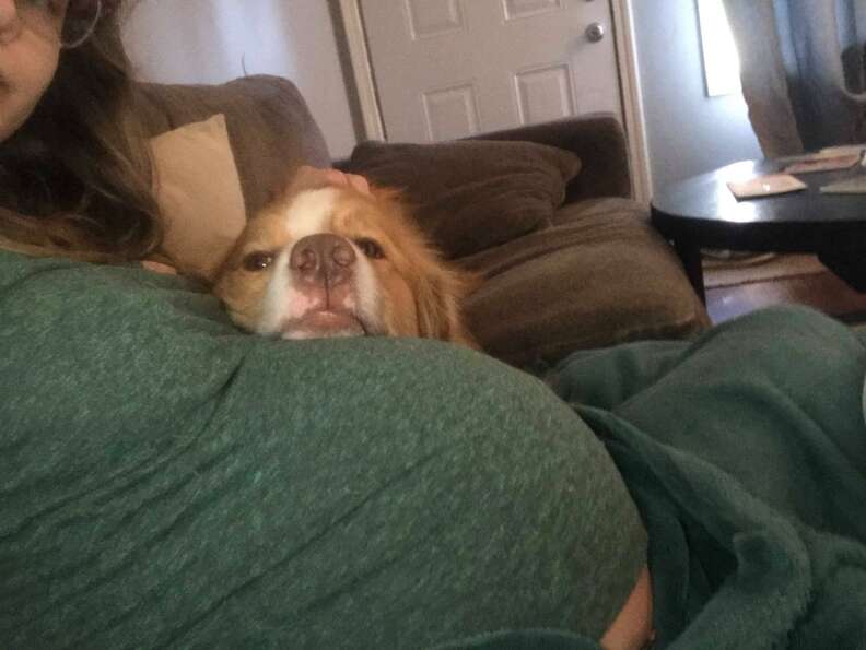 Adopted dog snuggles his pregnant mom