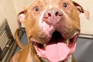 Pittie Stuck In The Shelter For A Year Just Wants To Be A Family Member