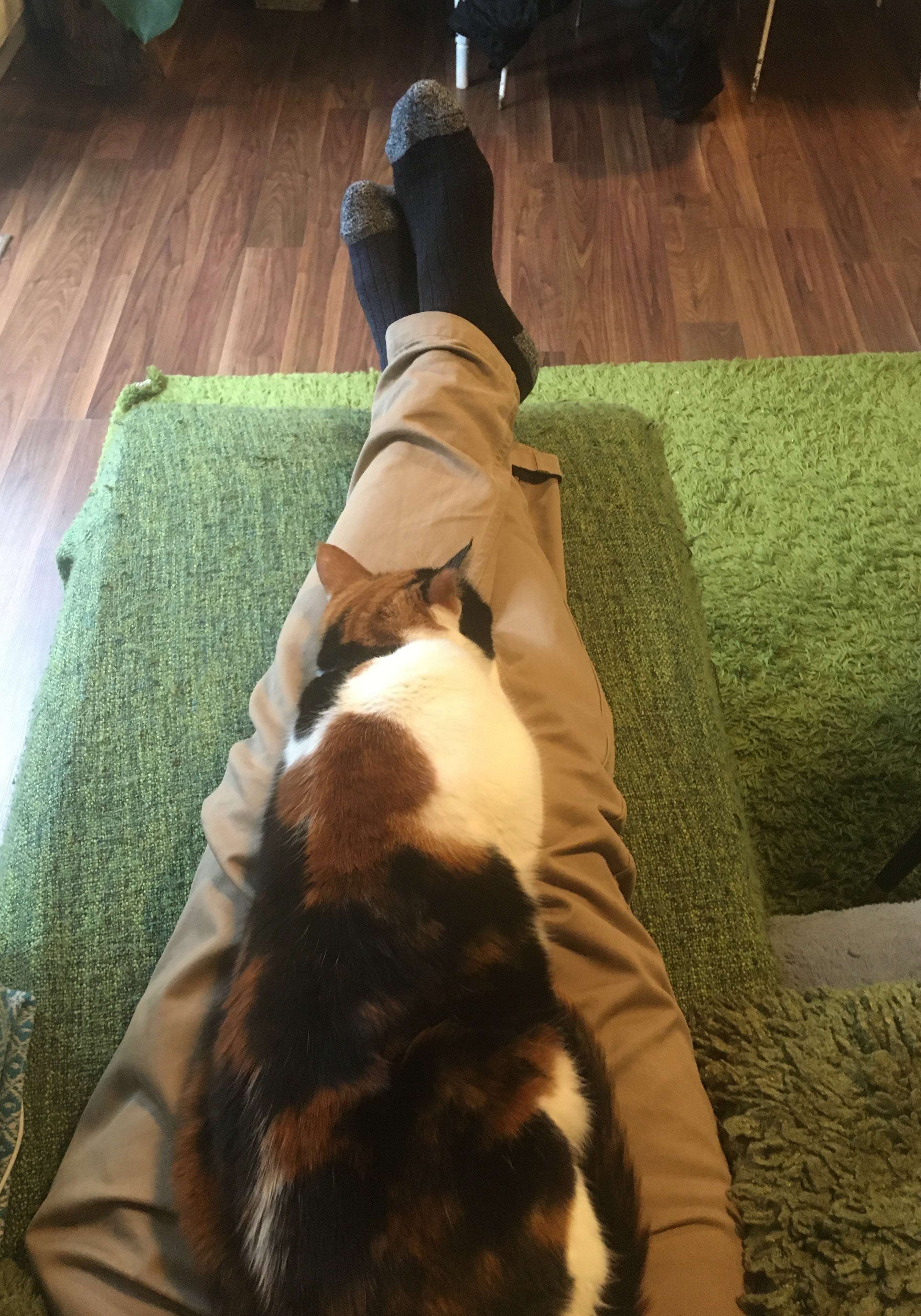 A clingy cat named Ziggy sits on her dad's lap