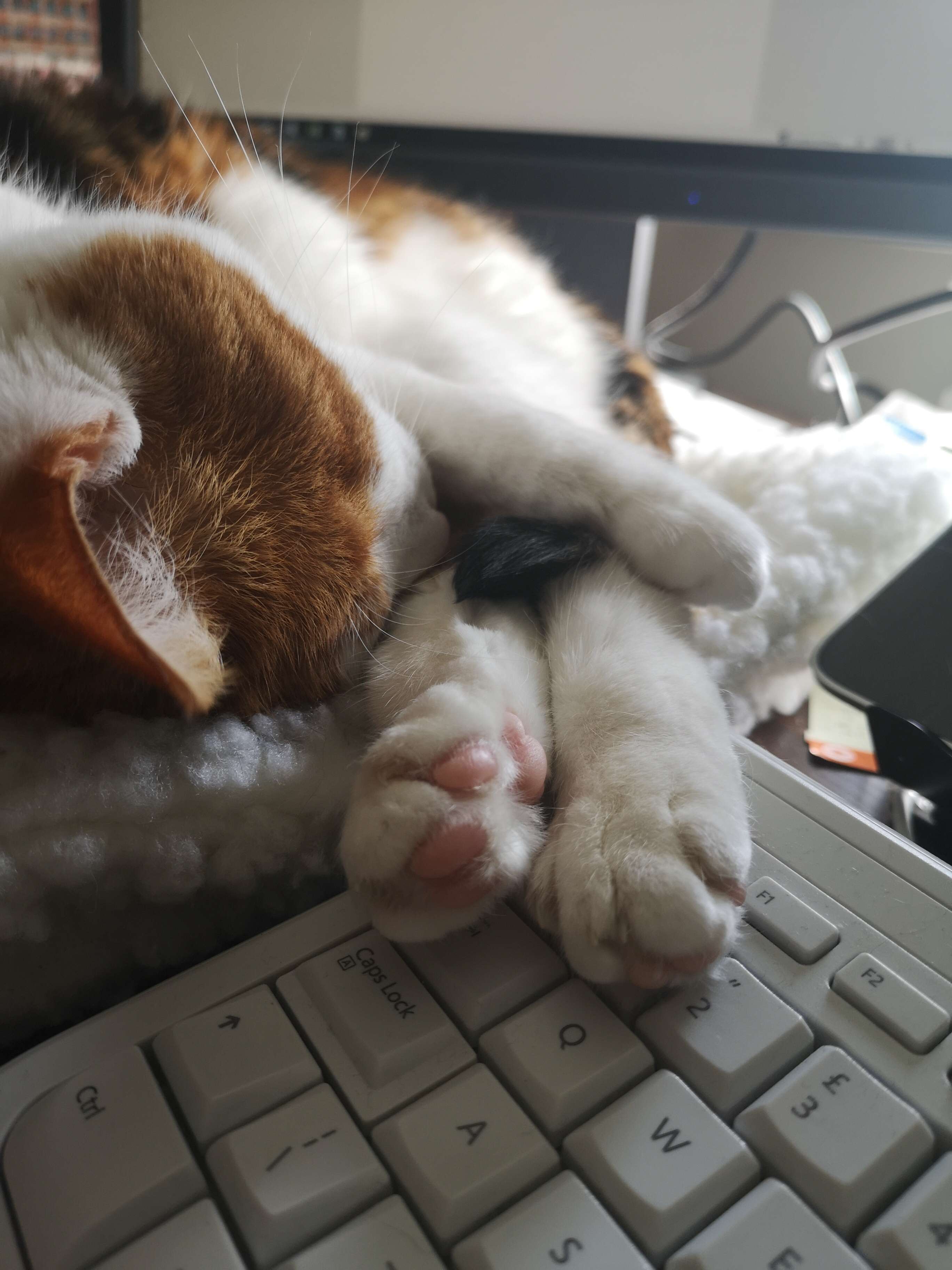 Ziggy the cat lays on her mom's computer