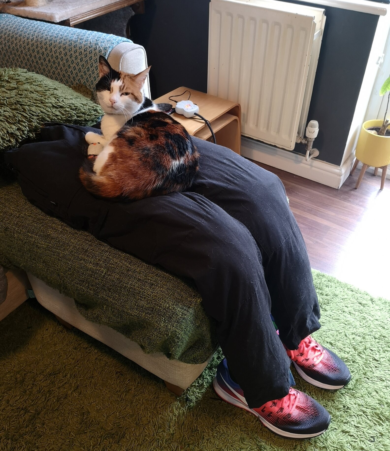 Couple Comforts 'Super Clingy' Cat By Making A Decoy Human - The Dodo