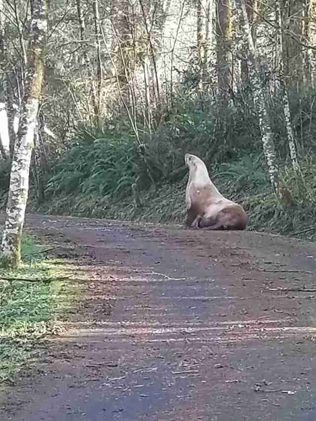 lost sea lion