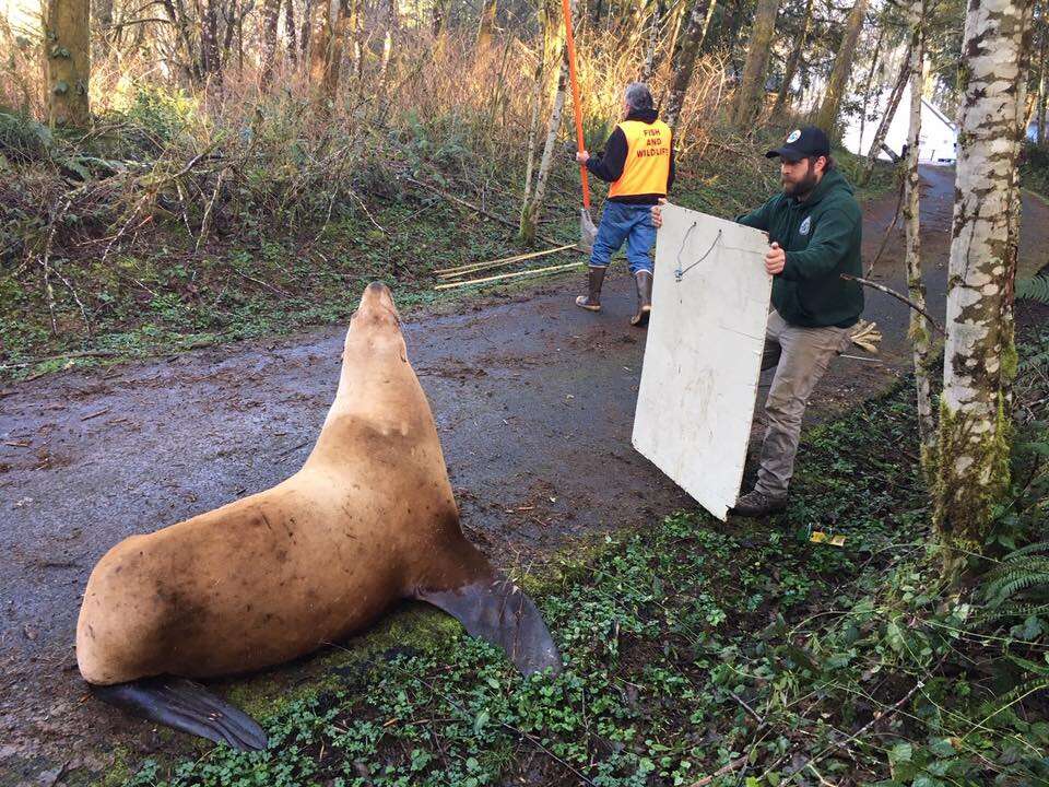 lost sea lion