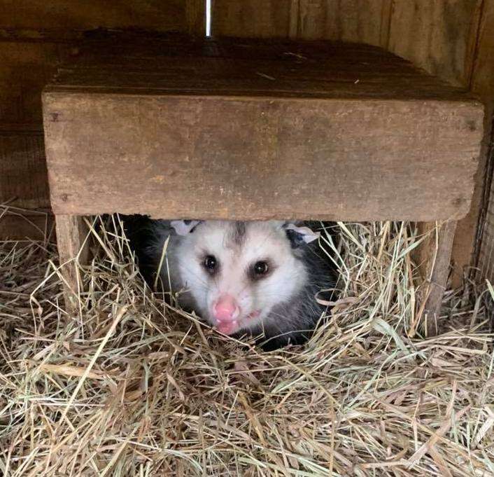 A full-grown possum at a Mississippi rescue