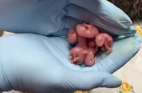 A handful of baby possums