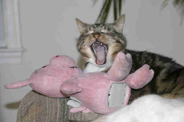 cat carries stuffed pig