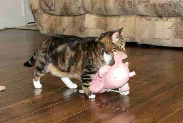 cat carries stuffed pig