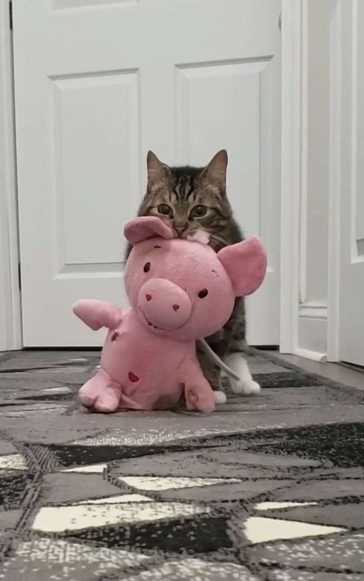 Cat carrying cheap stuffed animal