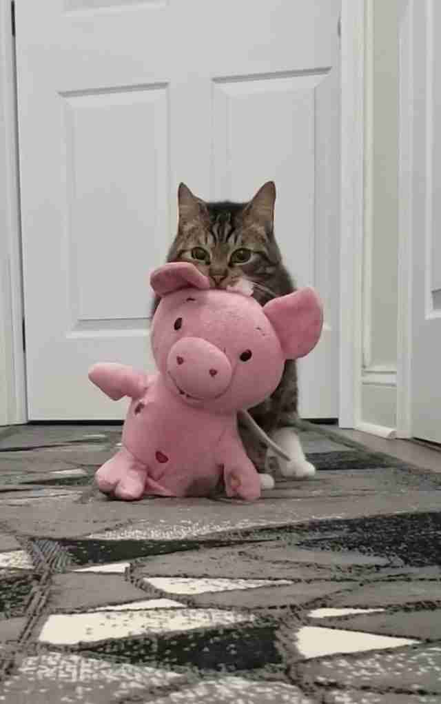 cat carries stuffed pig