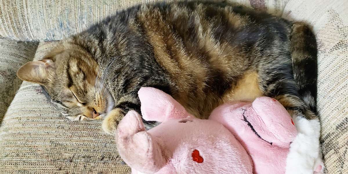 cat carrying stuffed animal