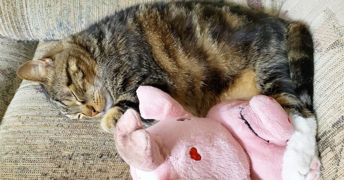 cat carrying stuffed animal