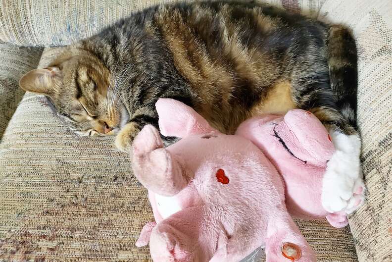 cat carries stuffed pig