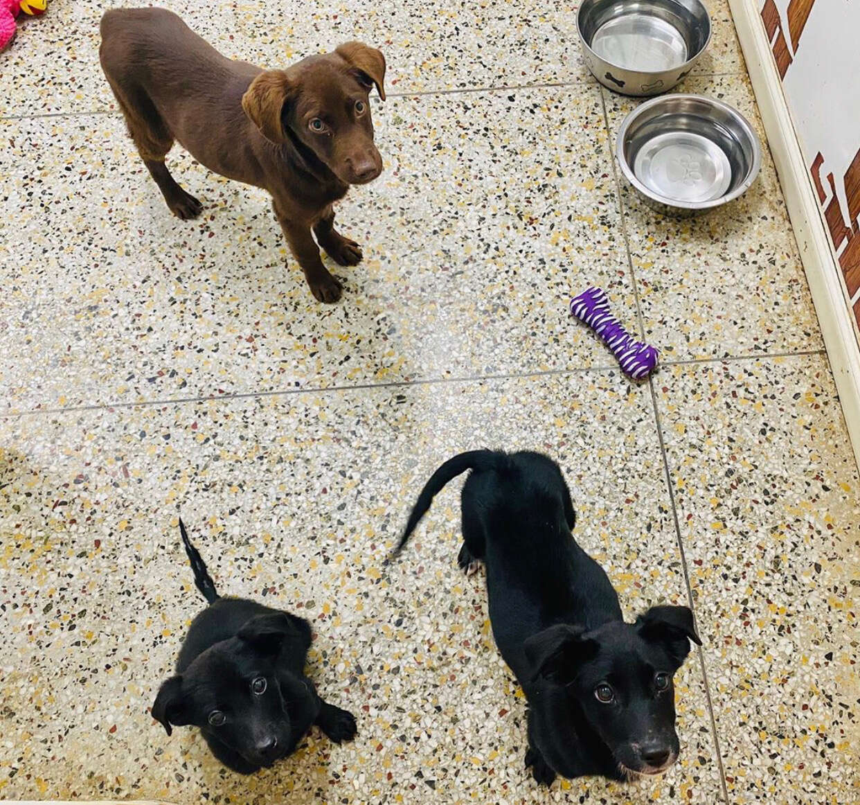 Burreaux and his siblings at an animal shelter