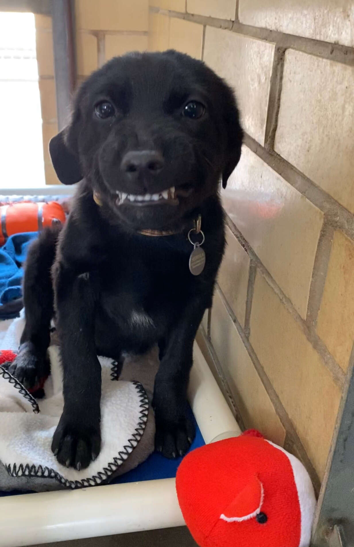 Shelter puppy smiles