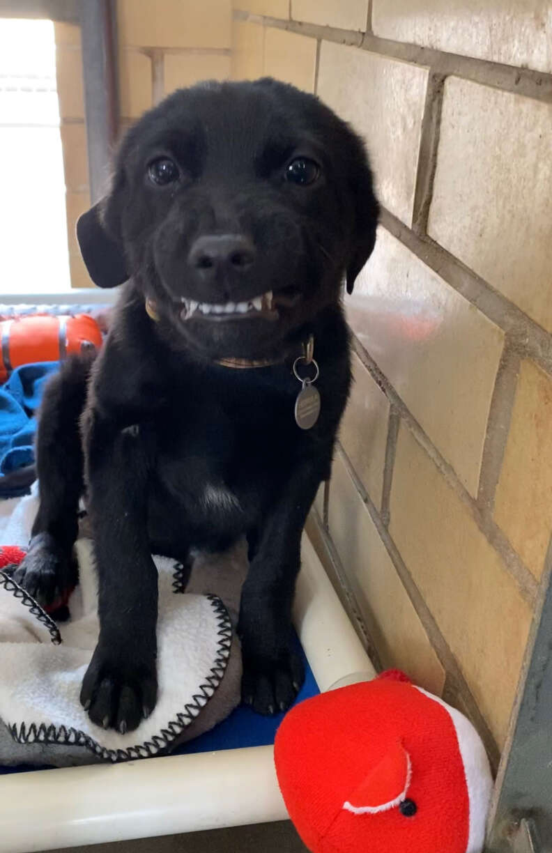 Black hot sale lab smiling