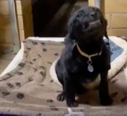 Puppy smiles in the animal shelter