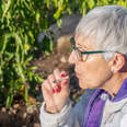 Senior Americans’ Weed Use Nearly Doubled in 3 Years