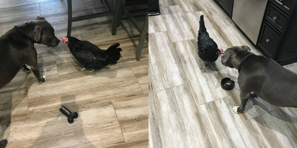 Pit Bull Always Brings Her Blind Chicken Sister Her Favorite Toys