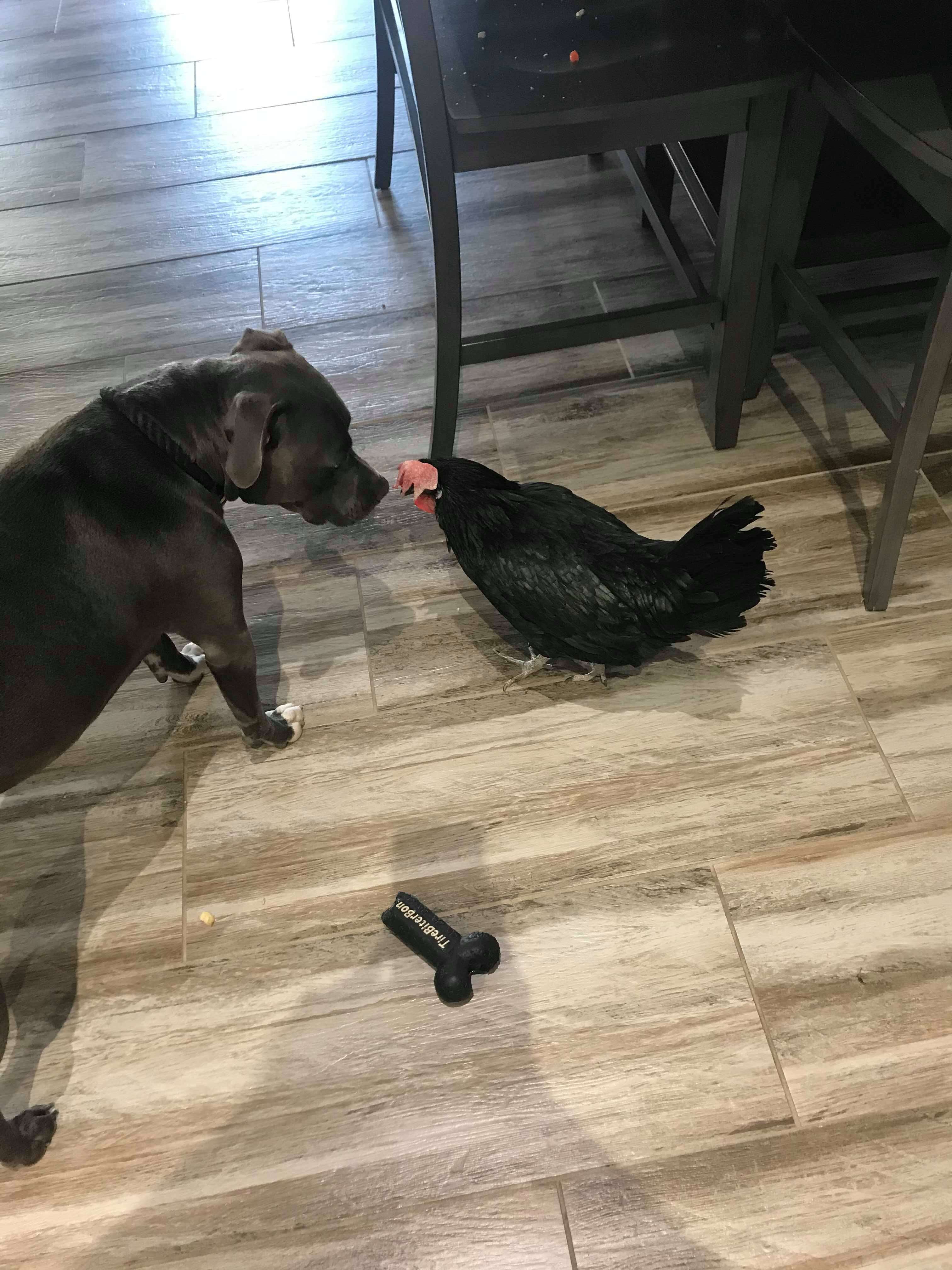 pit bull and blind chicken