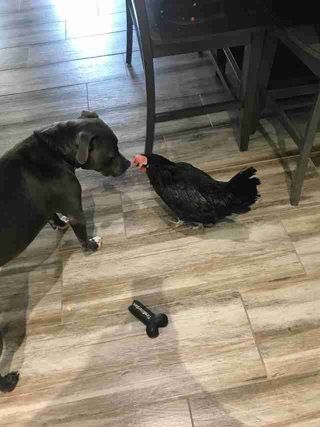 pit bull and blind chicken