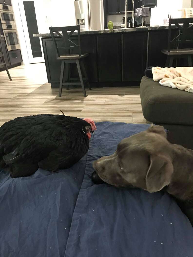 pit bull and blind chicken