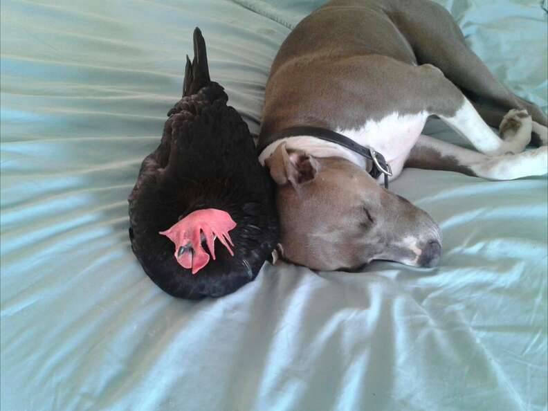 pit bull and blind chicken
