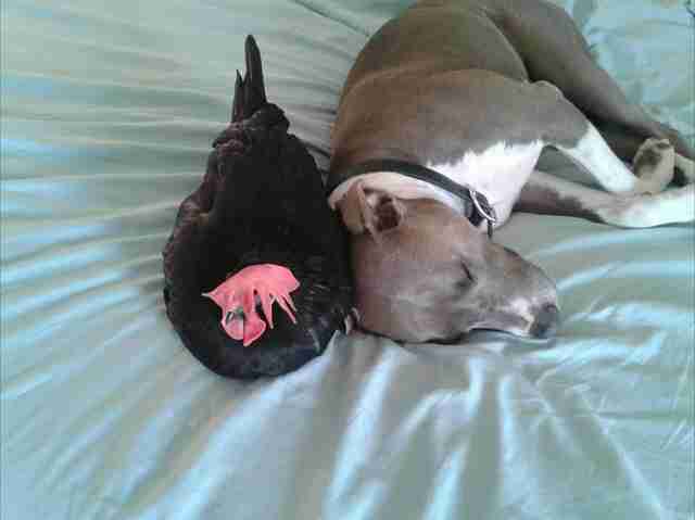 pit bull and blind chicken