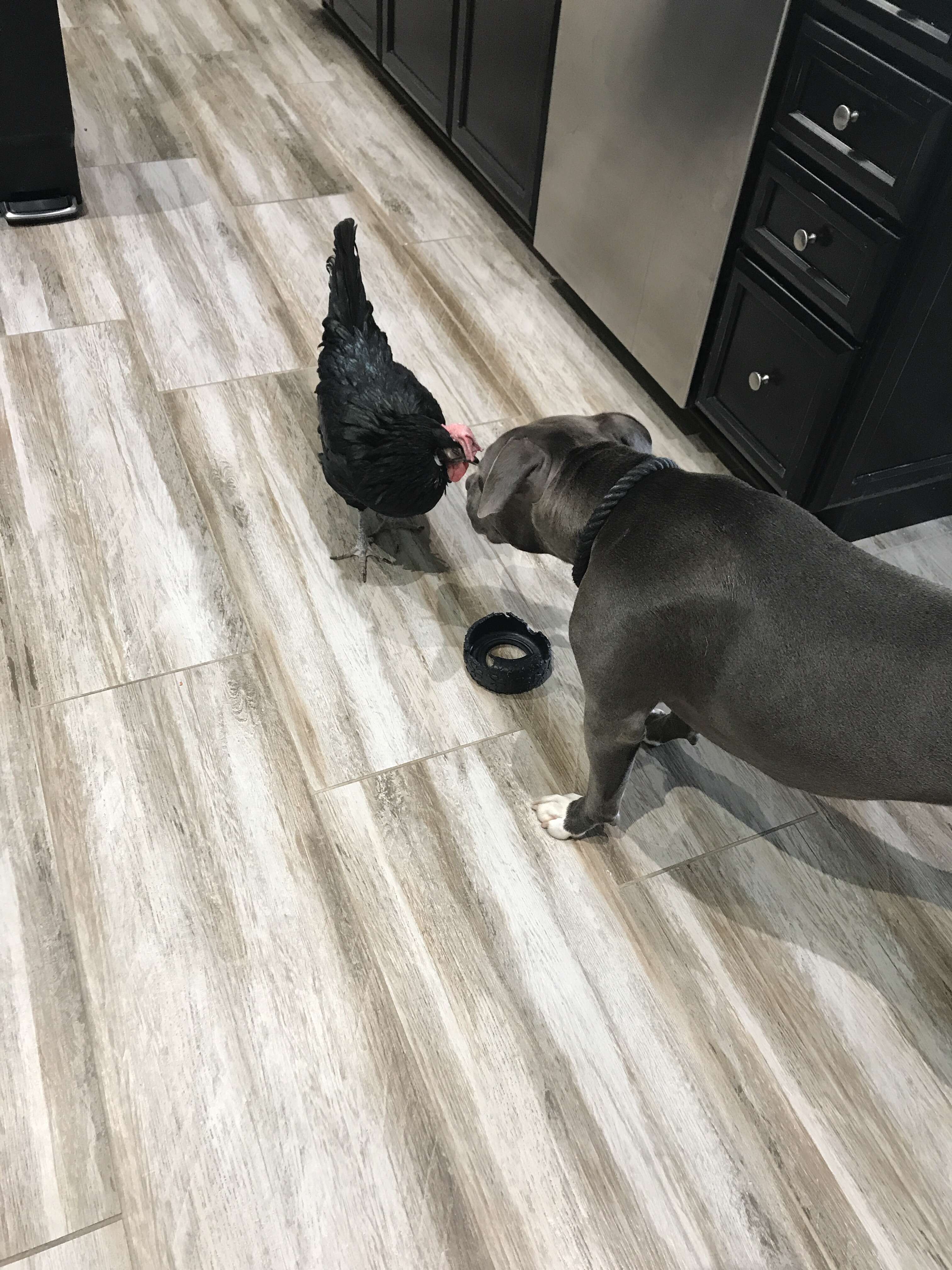 pit bull and blind chicken