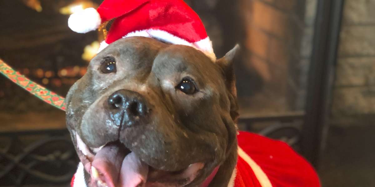 Most Precious Pittie Ever Has One Request For Santa - Videos - The Dodo