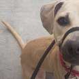 Dog Who Was Chained Up Is Looking For A Very Patient Family