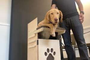Puppy Who Eats In A High Chair Is Looking For His Forever Family